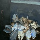 Voir Congres - 80x80 - huile sur toile